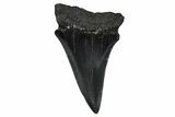 Fossil Broad-Toothed Mako Tooth - South Carolina #374782-1